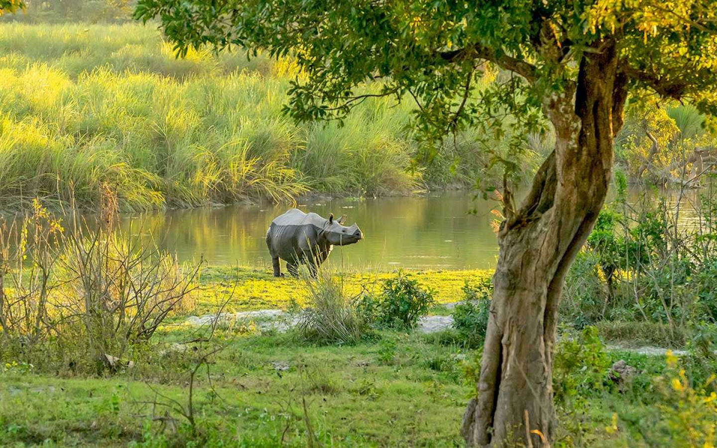 monasteres-rhinoceros-en-assam-et-meghalaya-voyage-en-inde